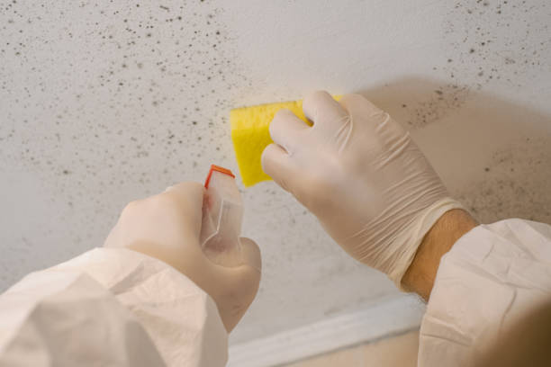 Best HVAC Mold Inspection and Cleaning  in East Petersburg, PA