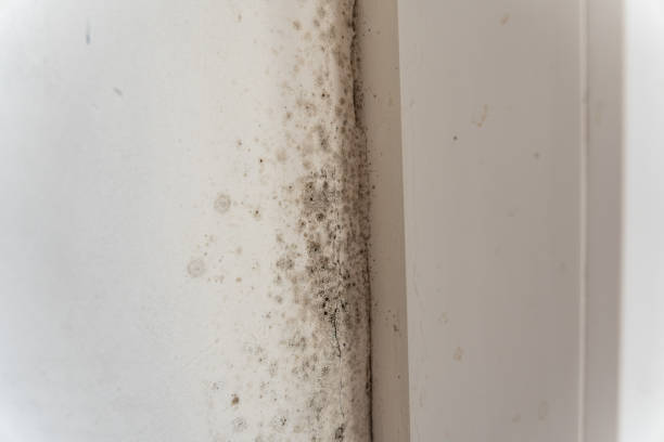 Reliable East Petersburg, PA Mold Removal Solutions