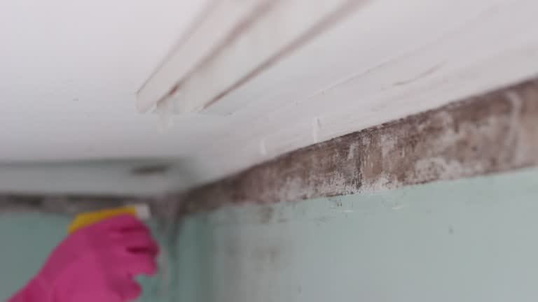 Best Basement Mold Removal  in East Petersburg, PA